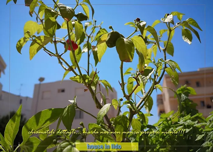 بيت للعطل House Lido *